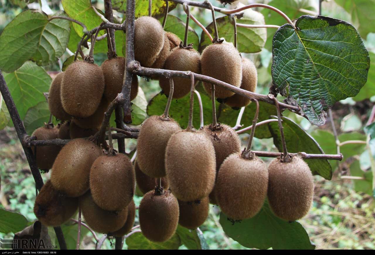 آغاز صادرات کیوی مازندران به بازارهای جهانی