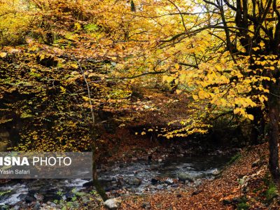 ویدیو/ گیلان؛ هزار نقش نهفته از طبیعت