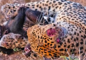 پلنگ زخمی کجور مازندران تلف شد