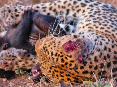 پلنگ زخمی کجور مازندران تلف شد