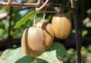 پیش بینی برداشت ۱۹۵ هزار تنی کیوی در گیلان