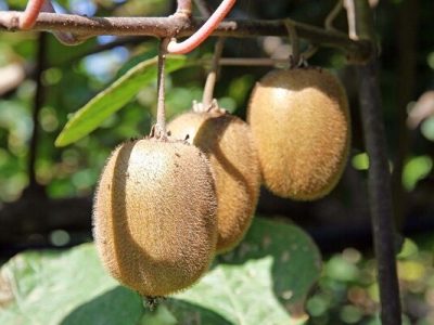 پیش بینی برداشت ۱۹۵ هزار تنی کیوی در گیلان