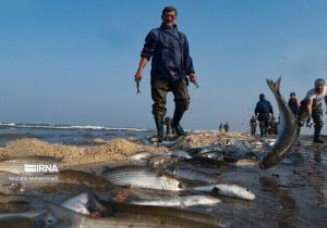 ۷۷۰ تن انواع ماهیان استخوانی درسواحل گیلان صید شد