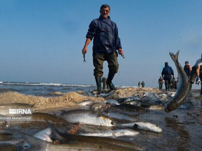 ۷۷۰ تن انواع ماهیان استخوانی درسواحل گیلان صید شد