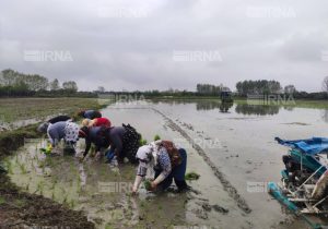 نشاکاری نیمی از اراضی شالیزاری بدون تنش آبی در مازندران
