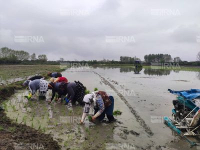نشاکاری نیمی از اراضی شالیزاری بدون تنش آبی در مازندران