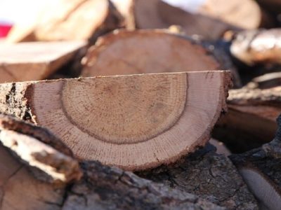 انهدام گروه سازمانیافته قاچاق چوب در شهرستان نور