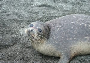 پیدا شدن لاشه ۳ فک خزری در ساحل سرخرود مازندران