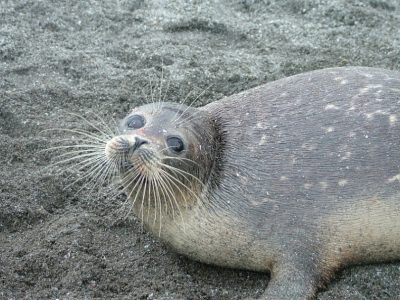پیدا شدن لاشه ۳ فک خزری در ساحل سرخرود مازندران