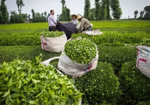 افزون بر ۸۴ هزار تن برگ سبز چای از چایکاران کشور خریداری شد
