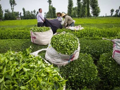 افزون بر ۸۴ هزار تن برگ سبز چای از چایکاران کشور خریداری شد