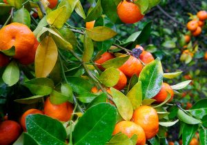 پایان جولان مگس میوه در باغ‌های مازندران