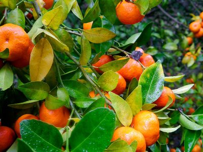 پایان جولان مگس میوه در باغ‌های مازندران