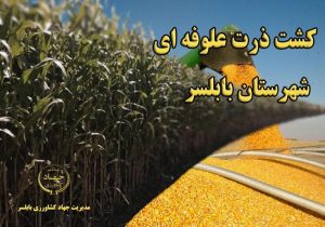 آغاز کشت ذرت علوفه‌ای در بخش بهنمیر بابلسر
