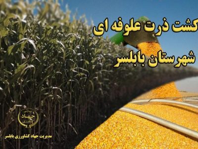 آغاز کشت ذرت علوفه‌ای در بخش بهنمیر بابلسر