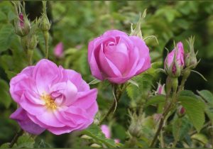 دودانگه؛ قطب تولید گل محمدی در مازندران