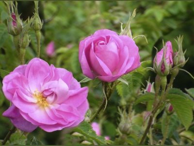 دودانگه؛ قطب تولید گل محمدی در مازندران