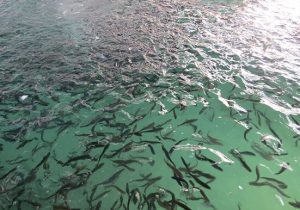 رهاسازی ۸۵ میلیون بچه‌ماهی استخوانی در رودخانه‌های مازندران