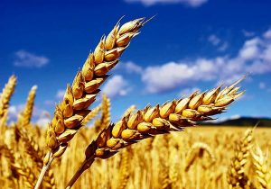 پرداخت ۱۰۰ درصد مطالبات کلزاکاران و ۸۰ درصد گندمکاران در میاندورود