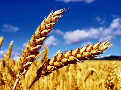 پرداخت ۱۰۰ درصد مطالبات کلزاکاران و ۸۰ درصد گندمکاران در میاندورود