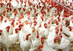 افتتاح فارم مرغ مادر در قائمشهر / مازندران پیشتاز تولید جوجه یک روزه در کشور