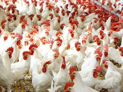 افتتاح فارم مرغ مادر در قائمشهر / مازندران پیشتاز تولید جوجه یک روزه در کشور