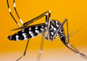 صید پشه آئدس مهاجم در بابلسر