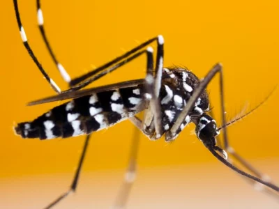 صید پشه آئدس مهاجم در بابلسر