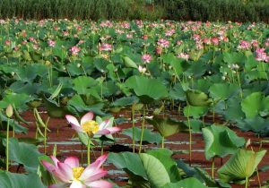 میزبانی رامسر از نشست احیای دفتر منطقه‌ای کنوانسیون تالاب‌ها