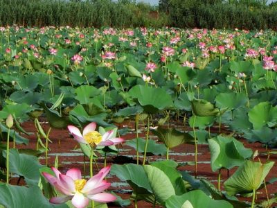 میزبانی رامسر از نشست احیای دفتر منطقه‌ای کنوانسیون تالاب‌ها