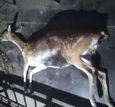 مرگ یک رأس گوزن زرد در پناهگاه حیات وحش دشت‌ناز