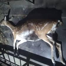 مرگ یک رأس گوزن زرد در پناهگاه حیات وحش دشت‌ناز