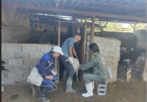 تداوم واکسیناسیون دام‌ها علیه تب برفکی در مازندران