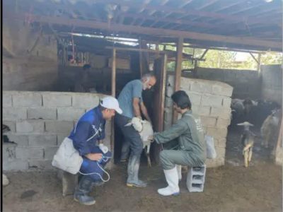 تداوم واکسیناسیون دام‌ها علیه تب برفکی در مازندران