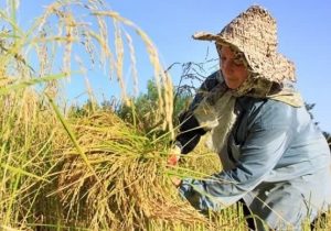 تولید ۳۶ هزار تن برنج سفید در نور با برداشت مکانیزه