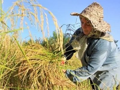 تولید ۳۶ هزار تن برنج سفید در نور با برداشت مکانیزه