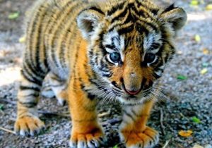 تولد یک بچه ببر در باغ وحش بابلسر