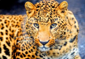 تحویل ۱۲۰ دوربین تله‌ای به سازمان حفاظت محیط زیست برای پایش پلنگ 