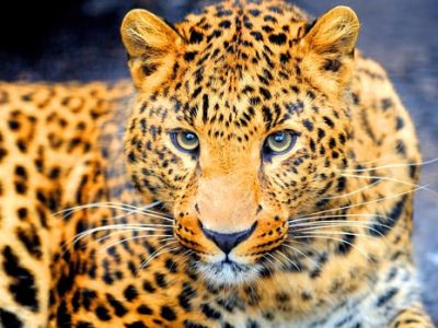 تحویل ۱۲۰ دوربین تله‌ای به سازمان حفاظت محیط زیست برای پایش پلنگ 