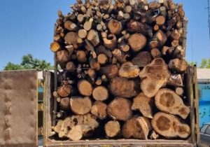 انهدام ۳۰ باند قاچاق چوب و دستگیری ۹۰۰ متخلف در مازندران