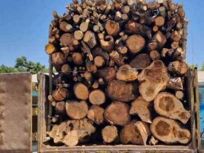 انهدام ۳۰ باند قاچاق چوب و دستگیری ۹۰۰ متخلف در مازندران