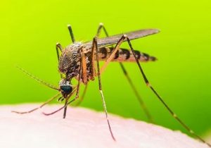 غرب مازندران درگیر با تب دنگی