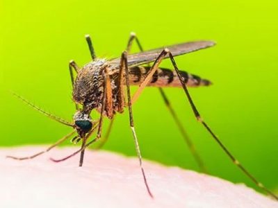 غرب مازندران درگیر با تب دنگی