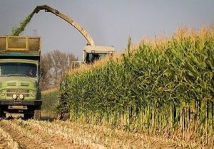 برداشت بیش از هزار تن ذرت علوفه‌ای در بهشهر