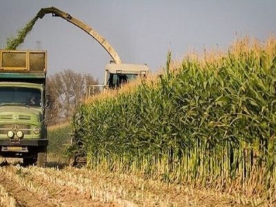 برداشت بیش از هزار تن ذرت علوفه‌ای در بهشهر