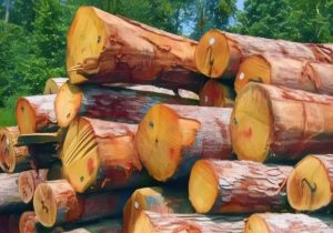 ضربه مهلک به باند قاچاق چوب در آمل؛ انهدام شبکه سازمان‌یافته