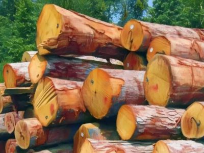 ضربه مهلک به باند قاچاق چوب در آمل؛ انهدام شبکه سازمان‌یافته