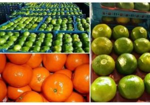 صادرات ۲۹ هزار تنی میوه از مازندران به هند و سایر کشور‌ها