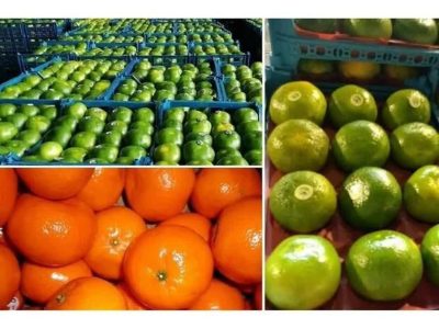 صادرات ۲۹ هزار تنی میوه از مازندران به هند و سایر کشور‌ها