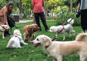 ممنوعیت سگ‌گردانی در اماکن عمومی